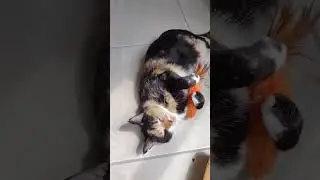 CARROT TIME cat toy!! Calico Crazy Cat loves her carrot #cat #funny #cattoys