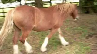 rapping cow