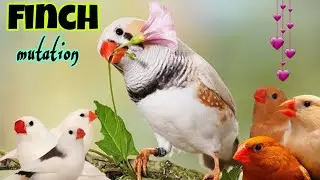 Zebra Finch mutation || Finch || Birds || Finch mutation with name || Gul birds official