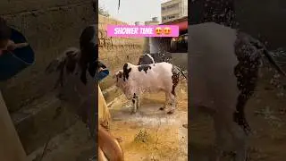Karachi Cow Mandi | Malir Mandi #short #shorts #ytshorts #shortvideo #shortsfeed #cow