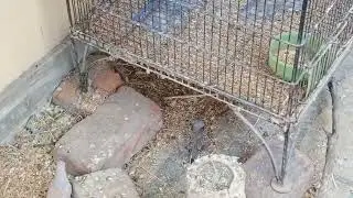 Love bird | mix bird aviary | my dream aviary | Abdullah bird's beauty