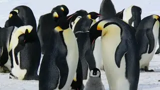 Penguin in 4K | Penguin Walk | Nature Documentary | Relaxing Sound
