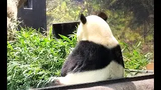 最初で最後の上野パンダ🐼＠上野恩賜公園2025/11/29