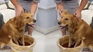 Dog: I hate you humans who have no sense of boundaries. Is this reasonable?!