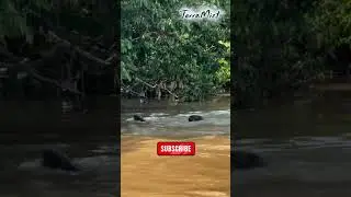 Meet the Giant River Otter &mdash; The River&rsquo;s Top Predator! 🦦 #facts #shorts