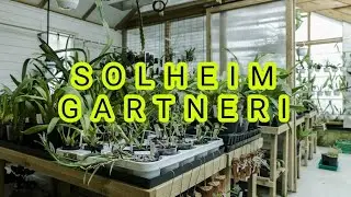 Solheim gartneri. СУЛХЕЙМ ГАРТНЕРИ. Орхидеи из норвежской теплицы.
