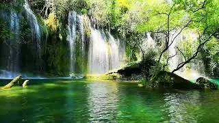Beautiful Relaxing Music: Pachelbel - Forest Garden | Healing Tree Music