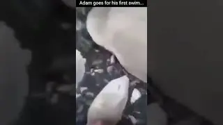 This is my pet duck Adam going for his first swim!