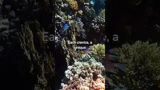Red Sea Exploration: Coral Paradise | #shorts #geojourneys  #discovery #geography