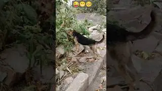 darpok kalu #shiyam #comedy shorts #street #funny #comedy video #animals #shorts videos
