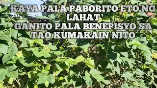 There are 10 benefits of string beans or sitaw (healthy lifestyle)