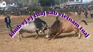 Nyuj leej tsua xyooj vs nyuj ntxhoos tsav hawj vietnam