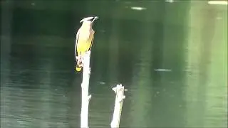 Cedar Waxwing Flight Slow Motion 1 HQ HD