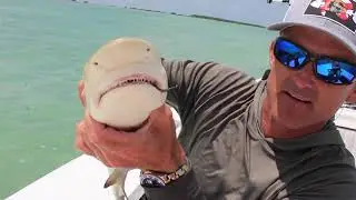 Run, Sharks and Barracuda in the Keys