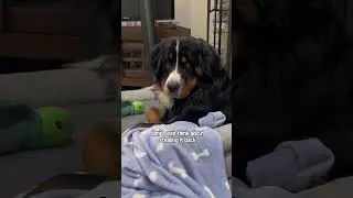 This dog&rsquo;s reaction to his mom stealing his blanket is priceless 😂🤣 #doglover #petlover #funnydogs