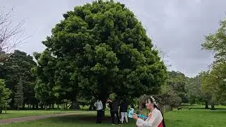 Cornwall Park Spring Season in New Zealand