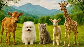Adorable Baby Animals Compilation | Kitten, Puppy, Cow, Goat, Giraffe &ndash; Animal Sounds