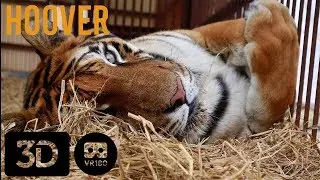 Truth About Circus Tigers in 3D