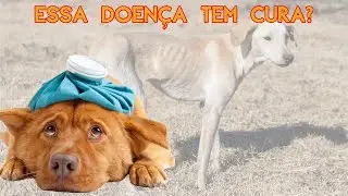 A Cinomose tem cura? Falei a real!