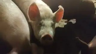 Свинi🐽🐷Нічна управка🌘🌙❗😱 Життя в прифронтових містах 🚀🧨💣☢️⚠️🚨🆘 Не дають Розвиватися❗😡