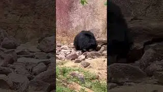 #slothbear #wildlife #zoo