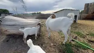 Enjoying #babygoats & #watering grass#creatorinsights #babyanimals4k 