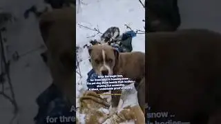 Chamba Tragedy Two Brothers Died In Snow Fall#shorts#viral#himachal#himachalpradesh#loyaldog#tragedy