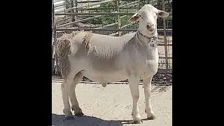 Lot 18 at the Inaugural SheepMaster Elders Mid-West Ram sale