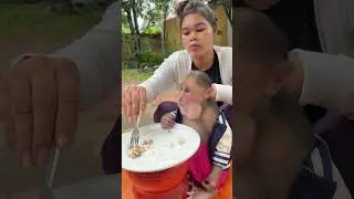 Human places a bowl of food in front.#FoodFun #MonkeyLove