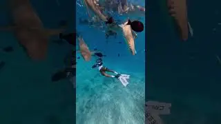 underwater adventures🐬#scubadiving#snorkeling  #underwaterworld#ocean #beach#malidives #malidives