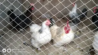 Mini Poultry Farm on the roof of my mom's House || Mini Vlog || By Allure Hub