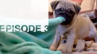 Captain The Puggy - Episode 3 - Pug Puppy Fun