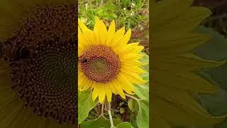 #sunflower/#Big honey bees and sunflower/#flower lover/Yellow flower