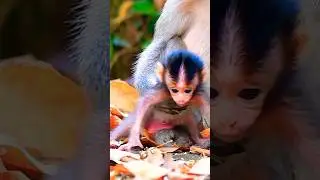 Lovely Newborn Monkey | Calm & Peaceful Video #wildlifeentertainment #animallife
