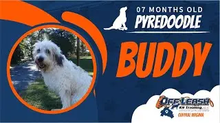 7 Mo. Old Pyredoodle (Buddy) | Best Dog Trainers in Richmond! | Dog Training Richmond Virginia