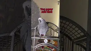 Gizmo perfecting his Bad Birds song 🎶 🐦👮&zwj;♂️#shorts30 #talkingparrot #talkingbirds #africangrey