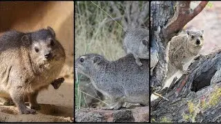 Introduction to Hyrax | An Overview of Hyrax Unique Features | Htrax Habitats