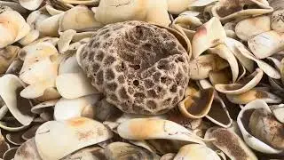 Large Shells & Coral, Four Mile Beach, Onslow, Pilbara, Western Australia