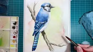 Time Lapse Video of Blue Jay