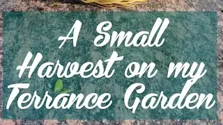 Small Harvest on my Terrece Garden || Airaa Media Organic