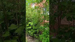 Горец Сахалинский