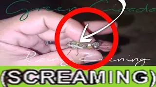 SATISFYING SOUNDS GREEN CICADA SCREAMING...|Chaz&Champ Stories|#ASMR