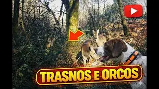 De trasnos e orcos no monte galego