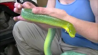 Red Tailed Racer Gonyosoma oxycephalum Bali Reptile Rescue