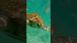 Swimming with Turtles, Grand Bay, Mauritius