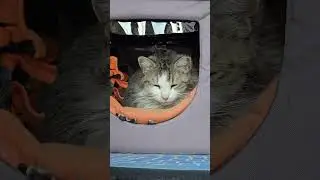 Duchess's Heated Kitty House #cute #cat