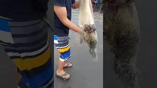 Diluar nalar jala ikan dilaut dapat kerang mahal mutiara hitam😱 #comedy #komedi #ngakak #mancing