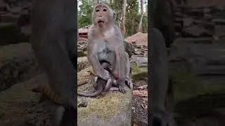 Daily update cute baby monkey and good mom #shorts
