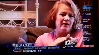 Elfcats, A Sphynx Cat Special Trait Bald Cat