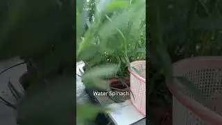 Home garden: Morning Harvest #indonesiasehat #vegetables #waterspinach